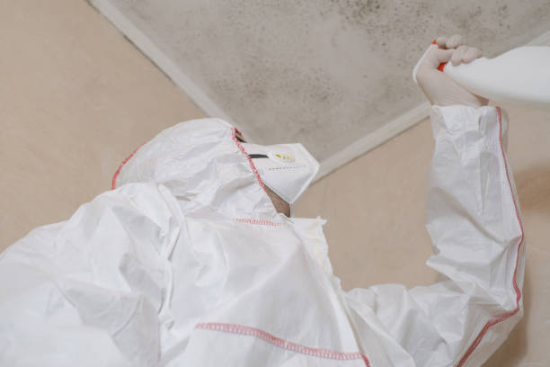 Best White Mold Remediation in Three Forks, MT